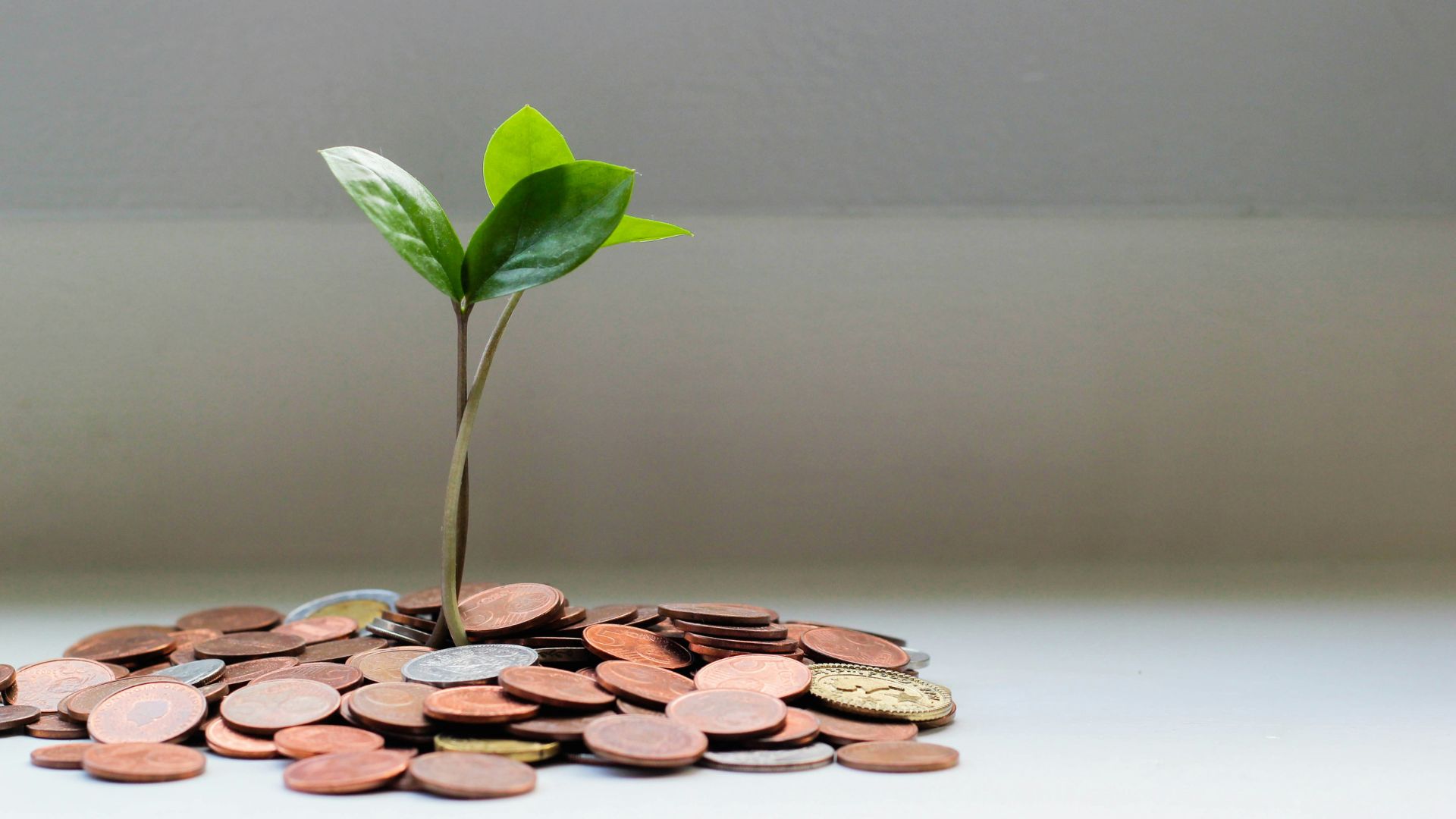 Planting growing in money. Photo taken by Micheile Henderson.
